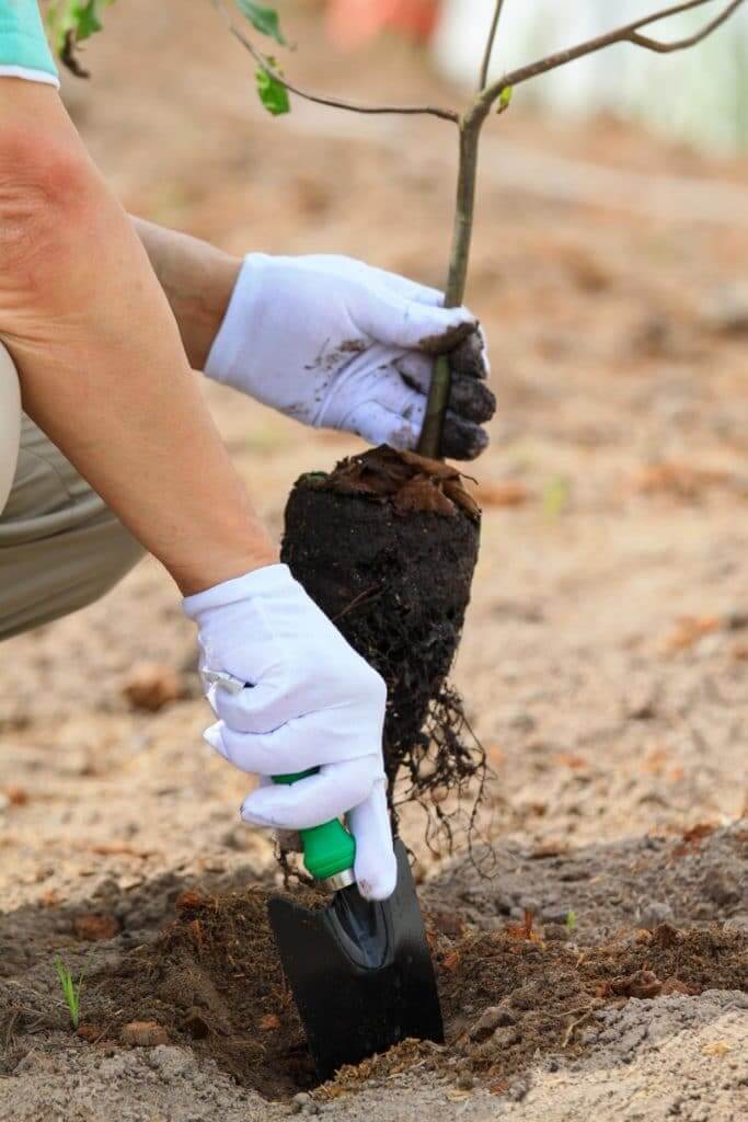 It�s Bare Root Season. Simple Steps on Planting Bare Root