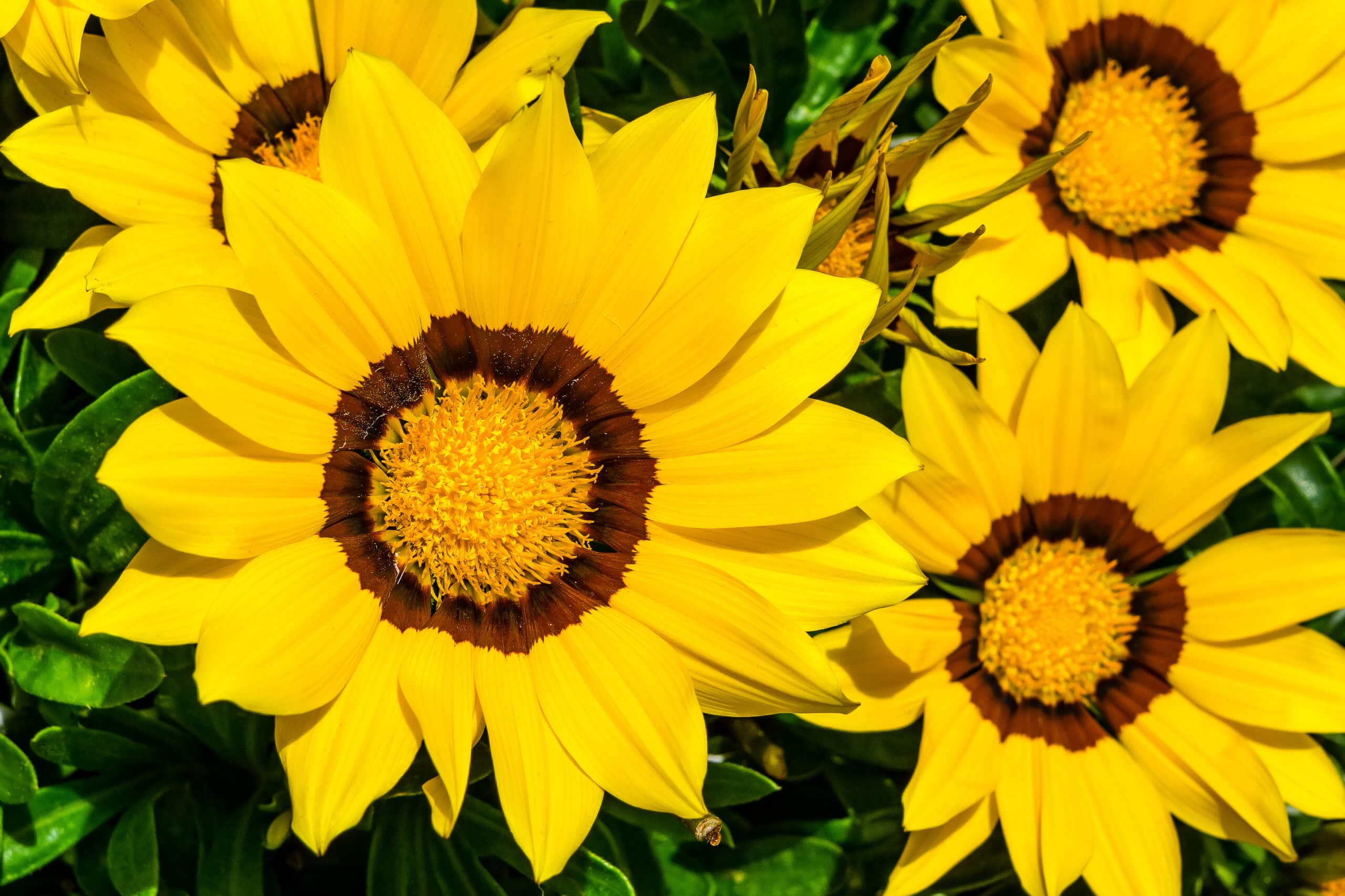 Help Your Yard Survive Drought Conditions | Hilton Landscape Supply