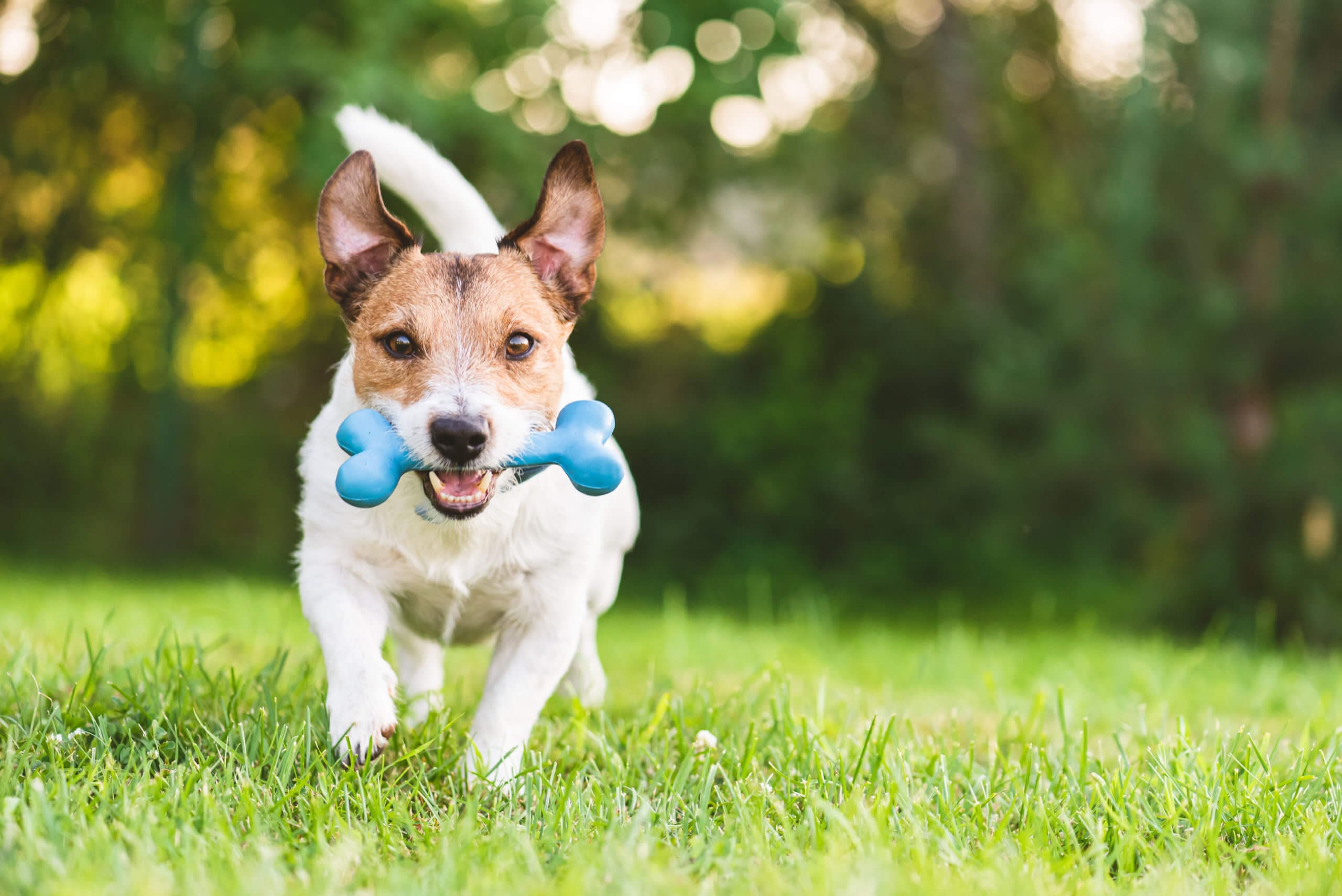 Dog Friendly Landscaping Ideas Hilton Landscape Supply