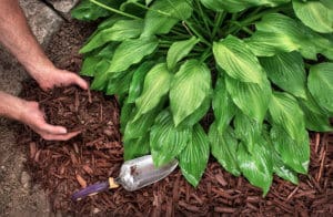 Five Tips to Protect Your Garden From the Summer Heat.