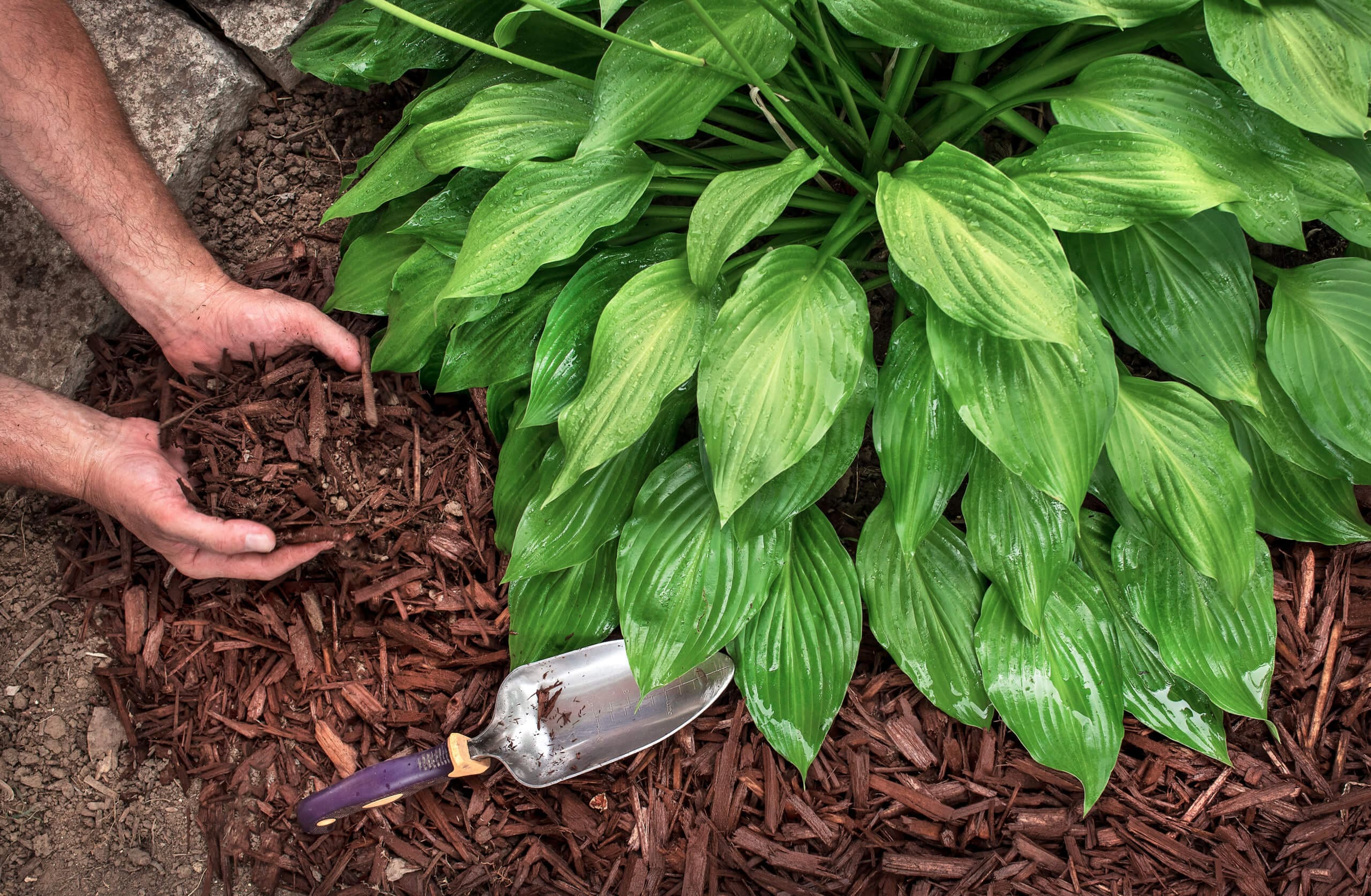 Five Tips to Protect Your Garden From the Summer Heat. - Hilton ...