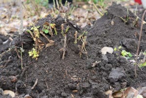 winterizing your yard