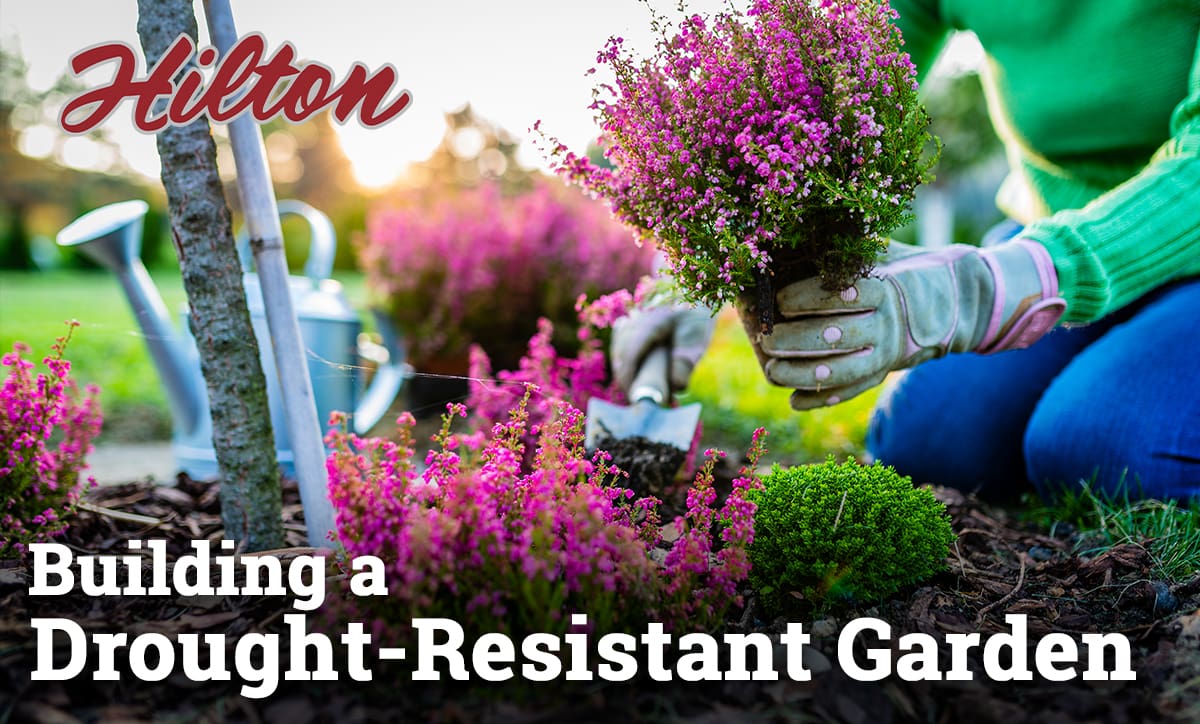 Building a Drought-Resistant Garden - Hilton Landscape Supply